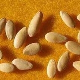 Kako posaditi sjeme krastavca u zemlju